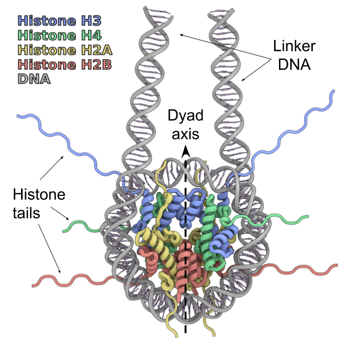 nucleosome